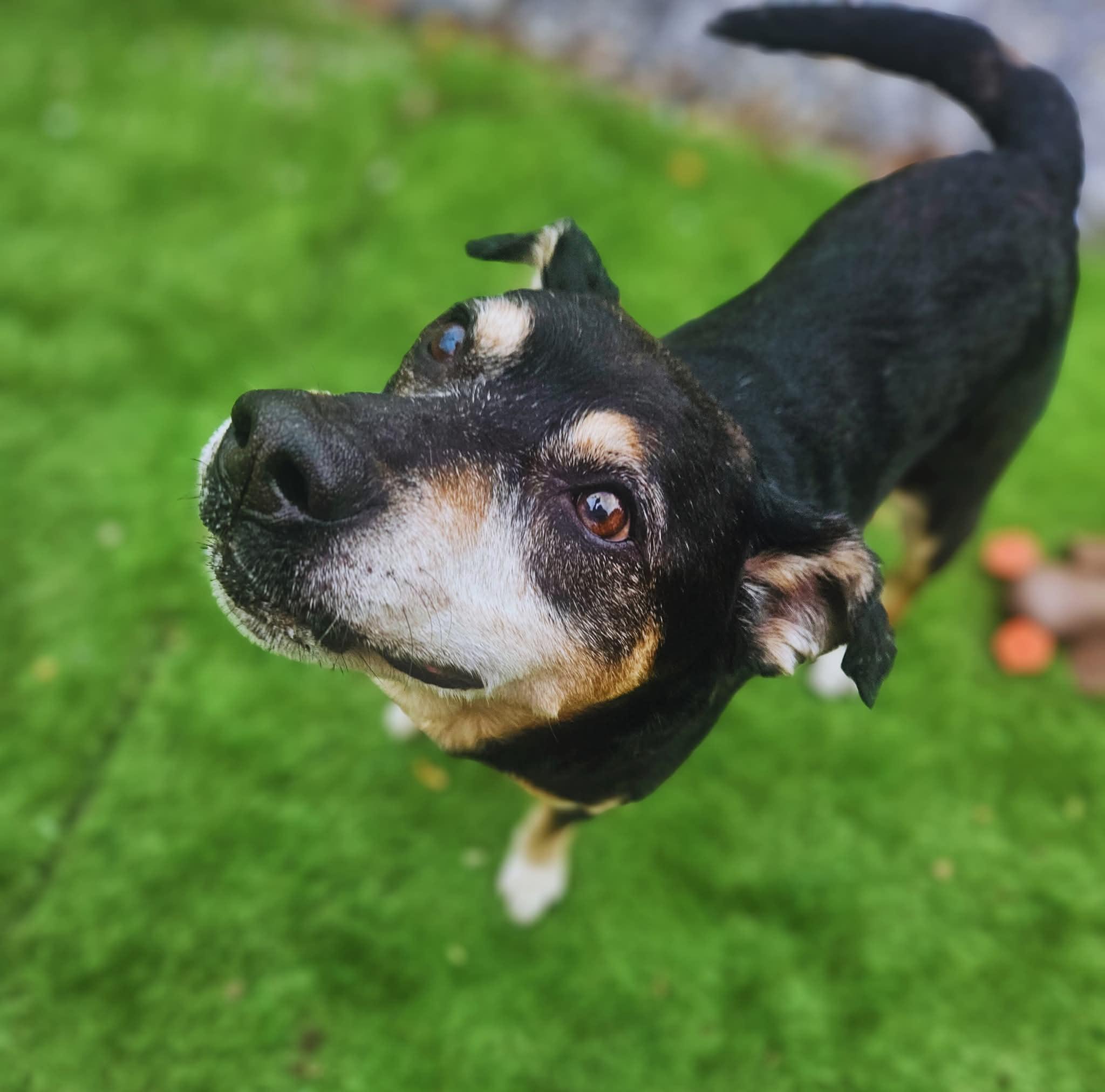 Cletus - URGENT - NEEDS PLACEMENT BY 10/30, Adoptable, Senior Male Australian Cattle Dog / Blue Heeler.