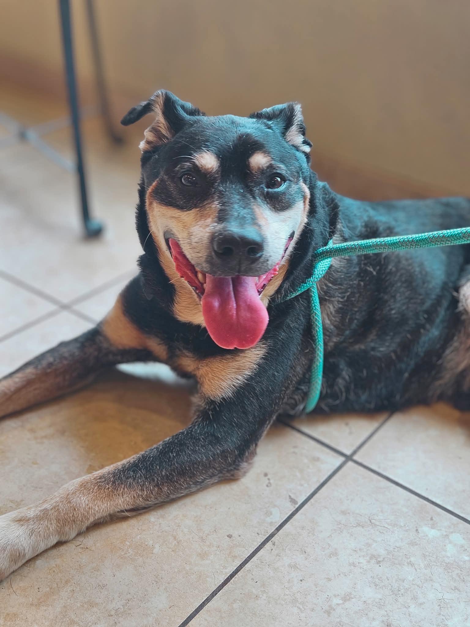 Cletus - URGENT - NEEDS PLACEMENT BY 10/30, a Adoptable mixed breed in Berkeley Springs, WV image 2/2