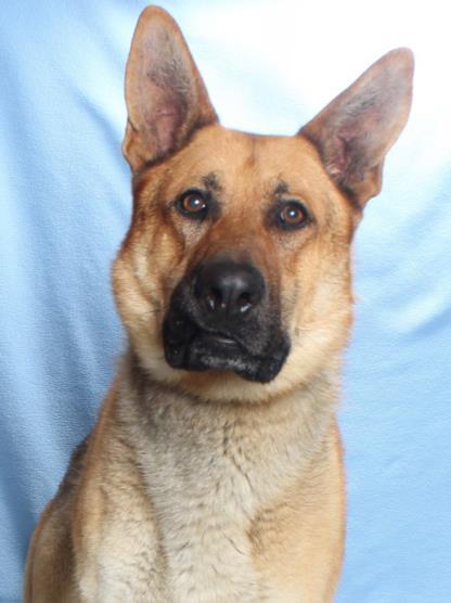 Enlarge ZANE, a Adoptable German Shepherd Dog in Burbank, CA image 1/1