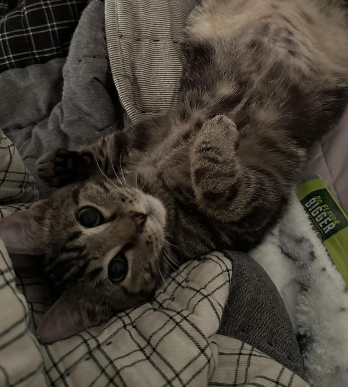 Pepper Swirl, Adopted, Young Male Tabby & Domestic Short Hair.