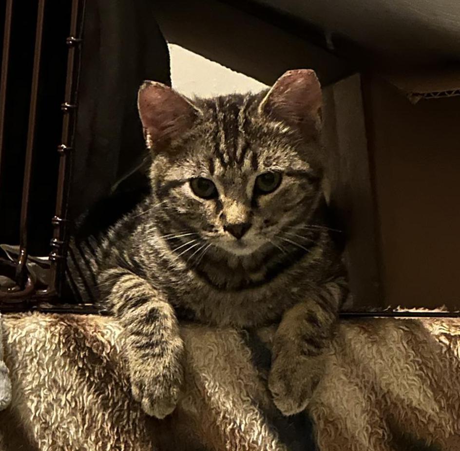 Enlarge Pepper Swirl, a Adopted mixed breed in Frisco, TX image 2/3