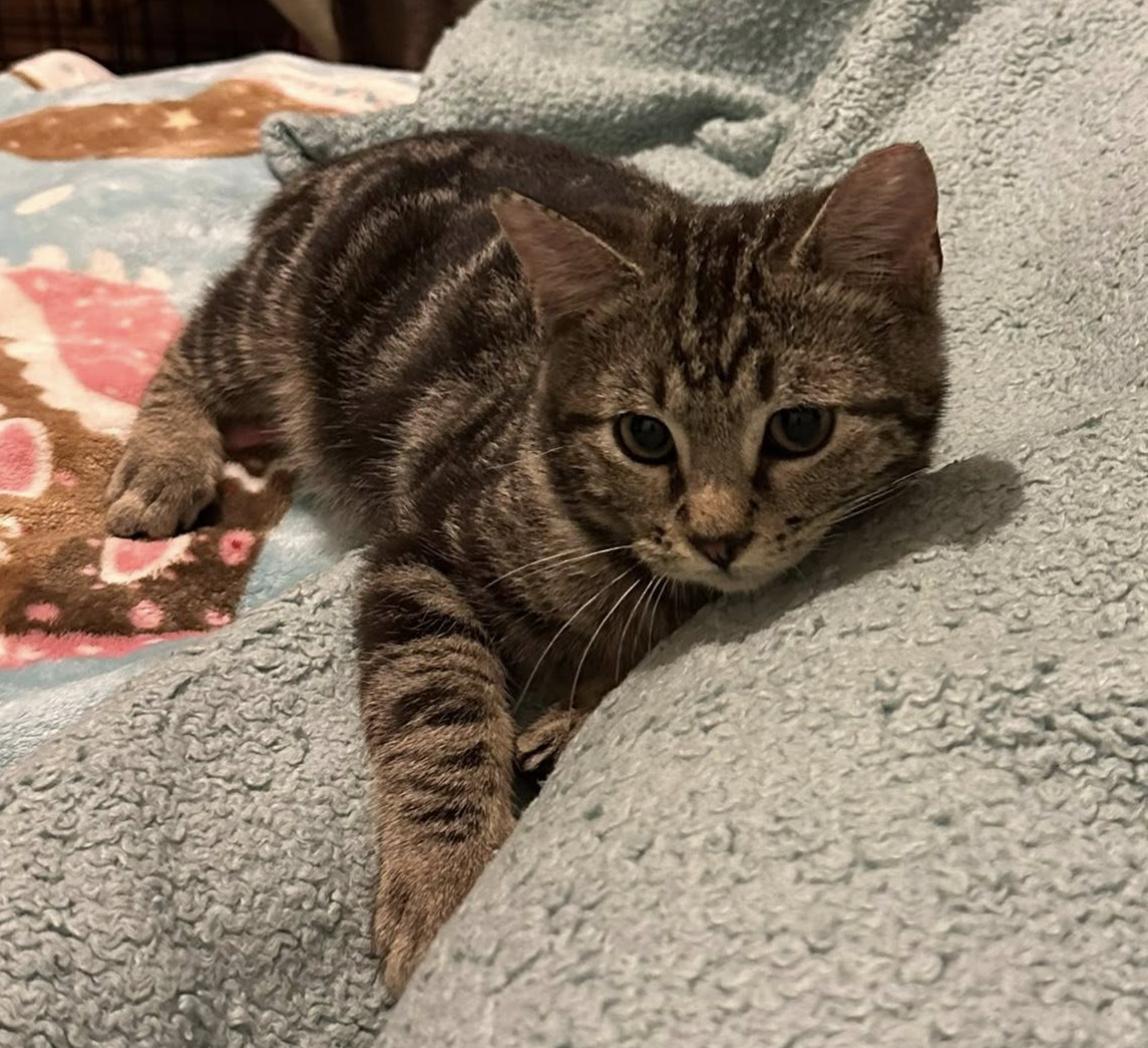 Enlarge Pepper Swirl, a Adopted mixed breed in Frisco, TX image 3/3