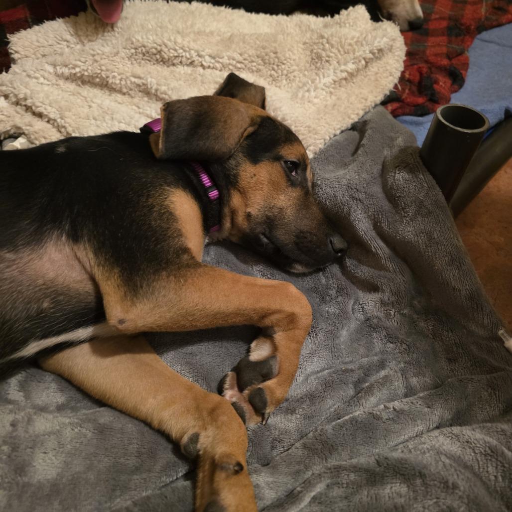 Enlarge Bing, a Adoptable Mixed Breed in Glenfield, NY image 1/4