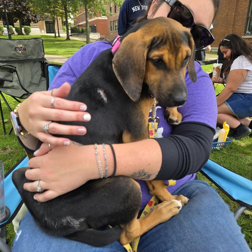 Enlarge Bing, a Adoptable Mixed Breed in Glenfield, NY image 2/4