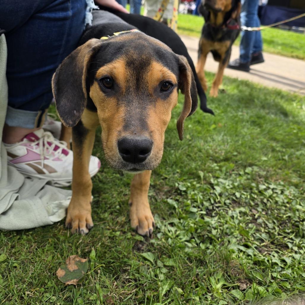 Enlarge Bing, a Adoptable Mixed Breed in Glenfield, NY image 4/4