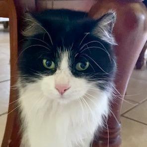 Enlarge Raccoon, a Adoptable Domestic Long Hair in Costa Mesa, CA image 1/6