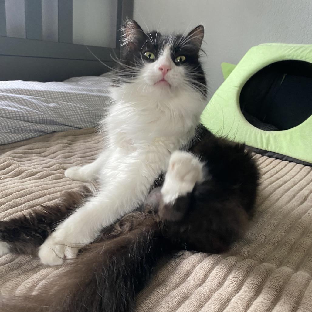 Raccoon, Adoptable, Adult Female Domestic Long Hair.