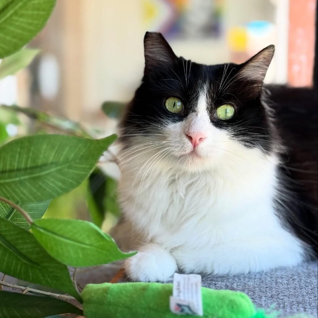 Enlarge Raccoon, a Adoptable Domestic Long Hair in Costa Mesa, CA image 3/6