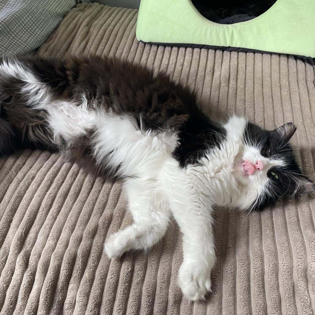 Enlarge Raccoon, a Adoptable Domestic Long Hair in Costa Mesa, CA image 4/6