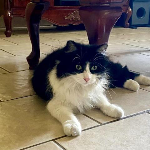 Enlarge Raccoon, a Adoptable Domestic Long Hair in Costa Mesa, CA image 5/6