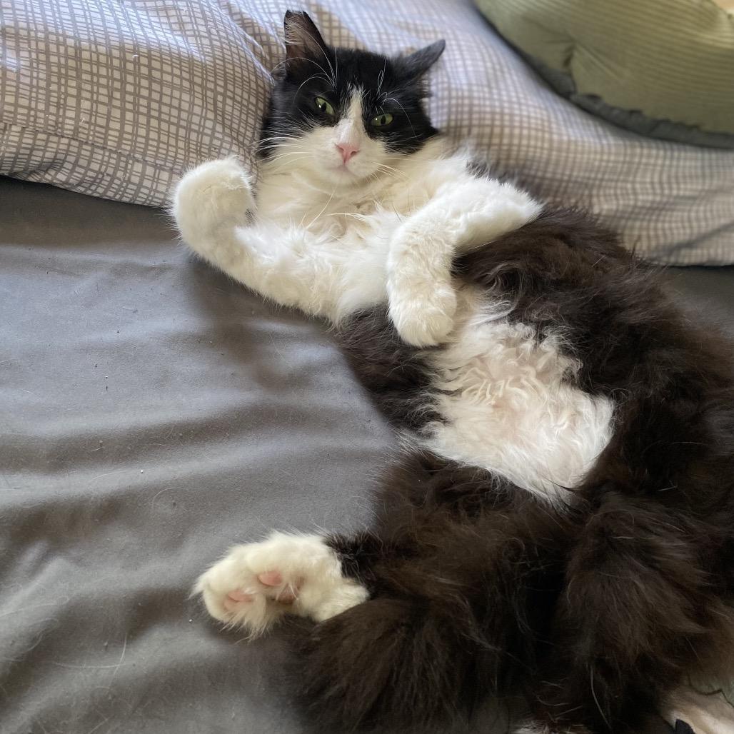 Raccoon, a Adoptable Domestic Long Hair in Costa Mesa, CA image 5/6