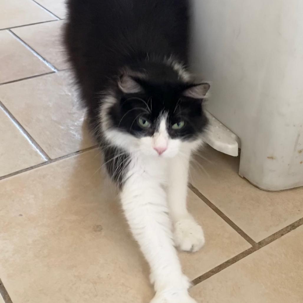 Raccoon, a Adoptable Domestic Long Hair in Costa Mesa, CA image 6/6