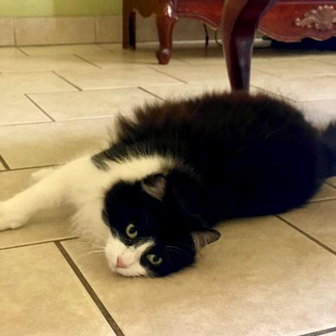 Enlarge Raccoon, a Adoptable Domestic Long Hair in Costa Mesa, CA image 6/6