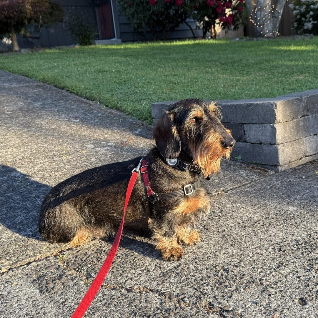 Enlarge Schatzi (COMING SOON), a ADOPTABLE Wirehaired Dachshund in Portland, OR image 5/6