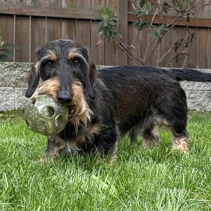 Schatzi (COMING SOON), ADOPTABLE, Adult Male Wirehaired Dachshund.