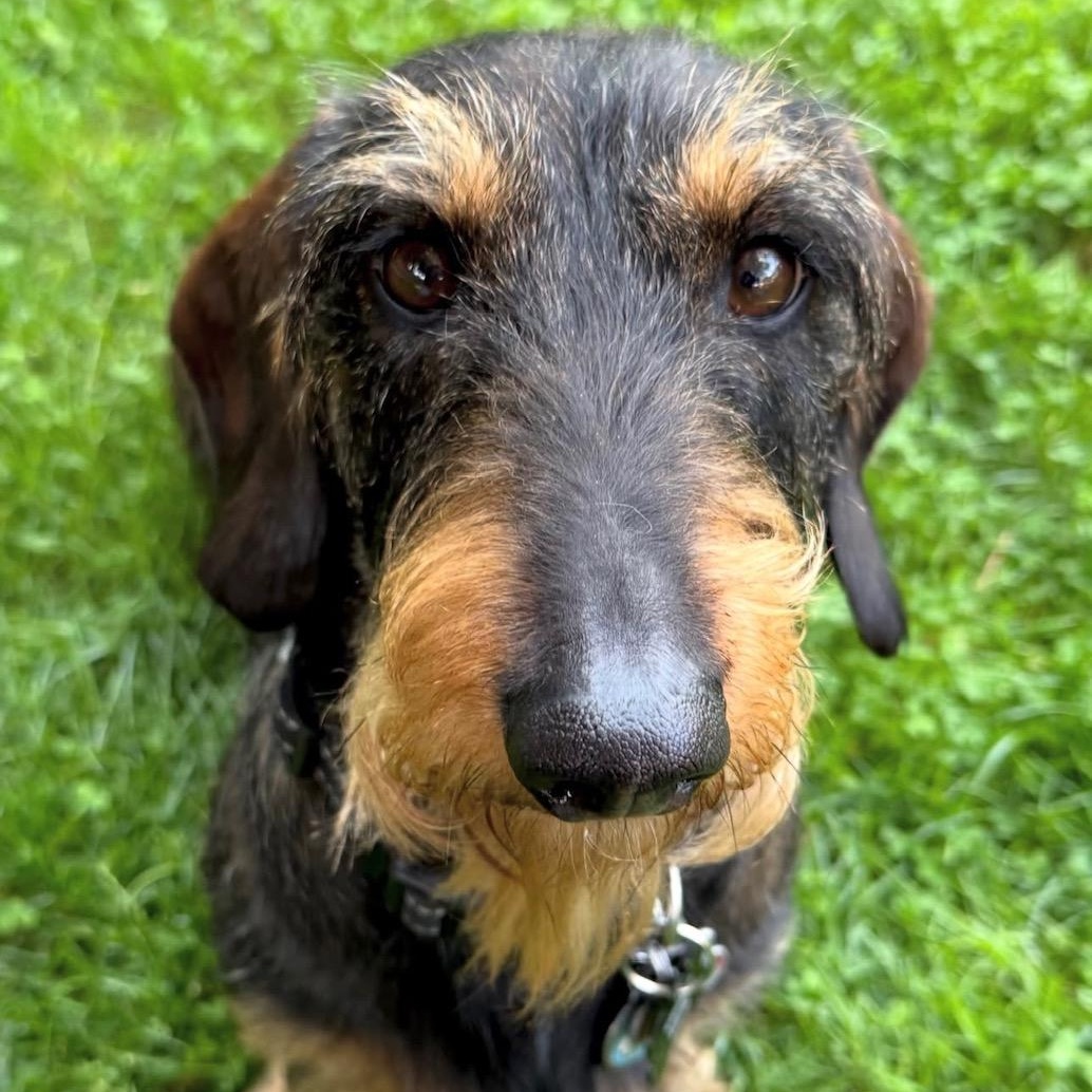 Enlarge Schatzi (COMING SOON), a ADOPTABLE Wirehaired Dachshund in Portland, OR image 3/6