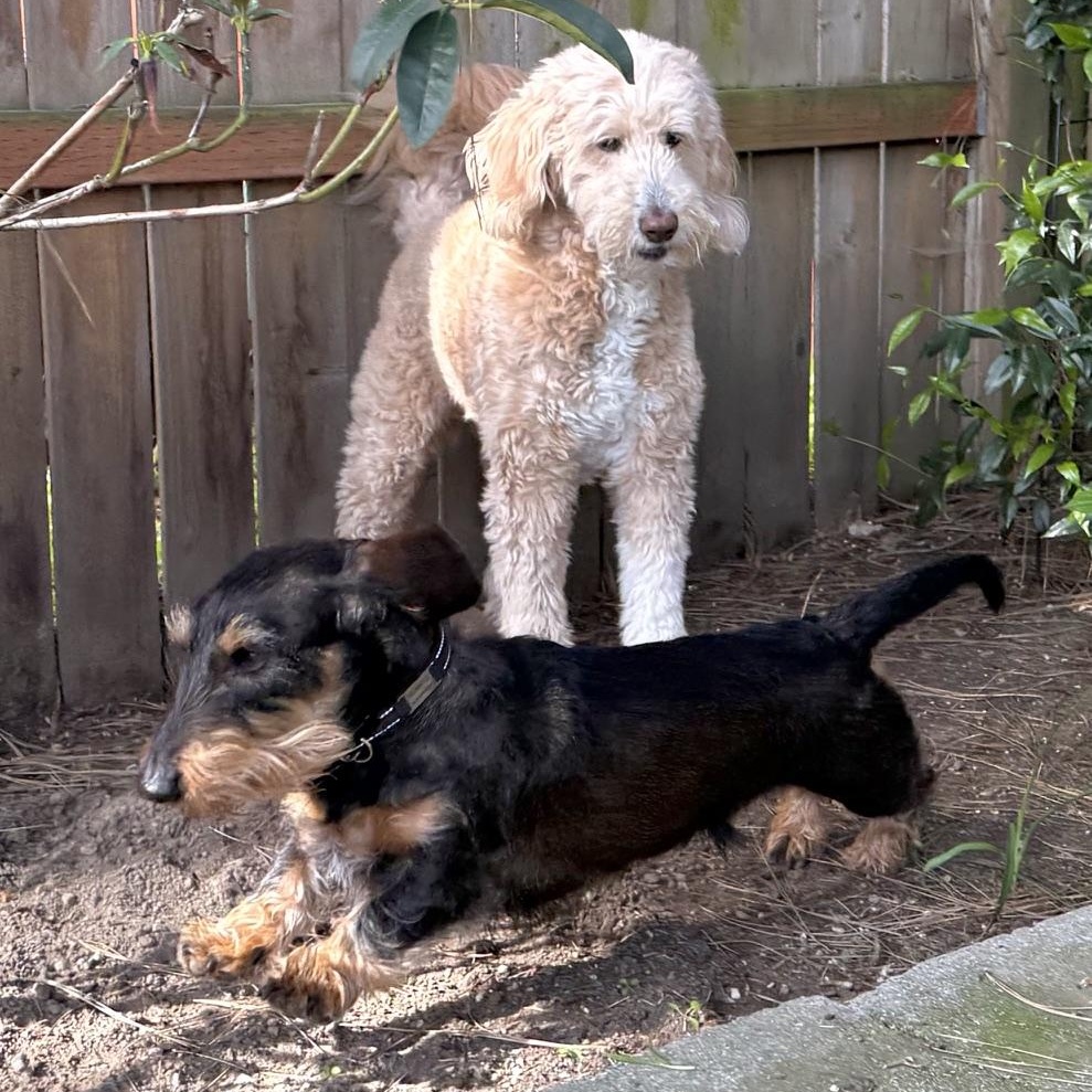 Enlarge Schatzi (COMING SOON), a ADOPTABLE Wirehaired Dachshund in Portland, OR image 2/6