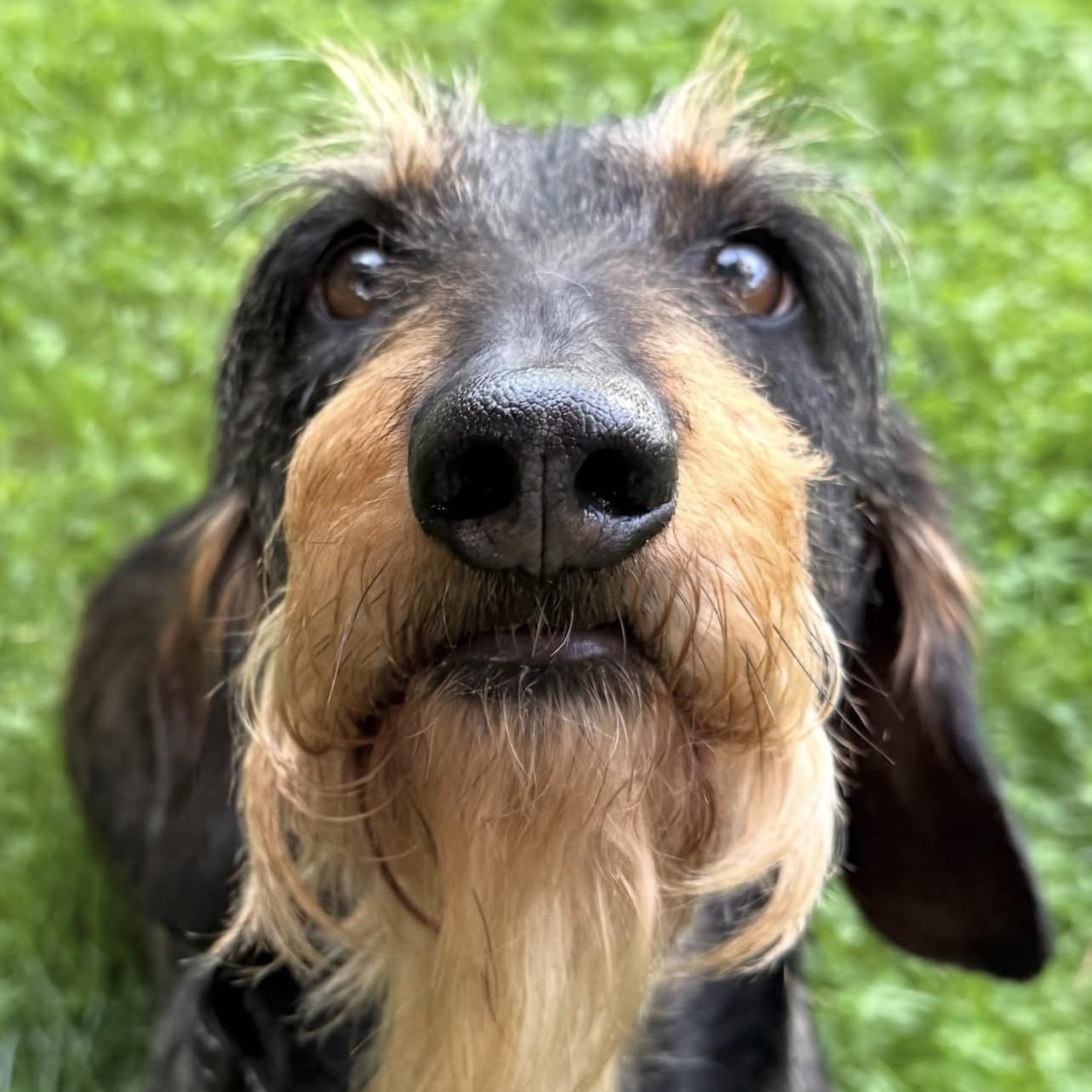 Enlarge Schatzi (COMING SOON), a ADOPTABLE Wirehaired Dachshund in Portland, OR image 4/6