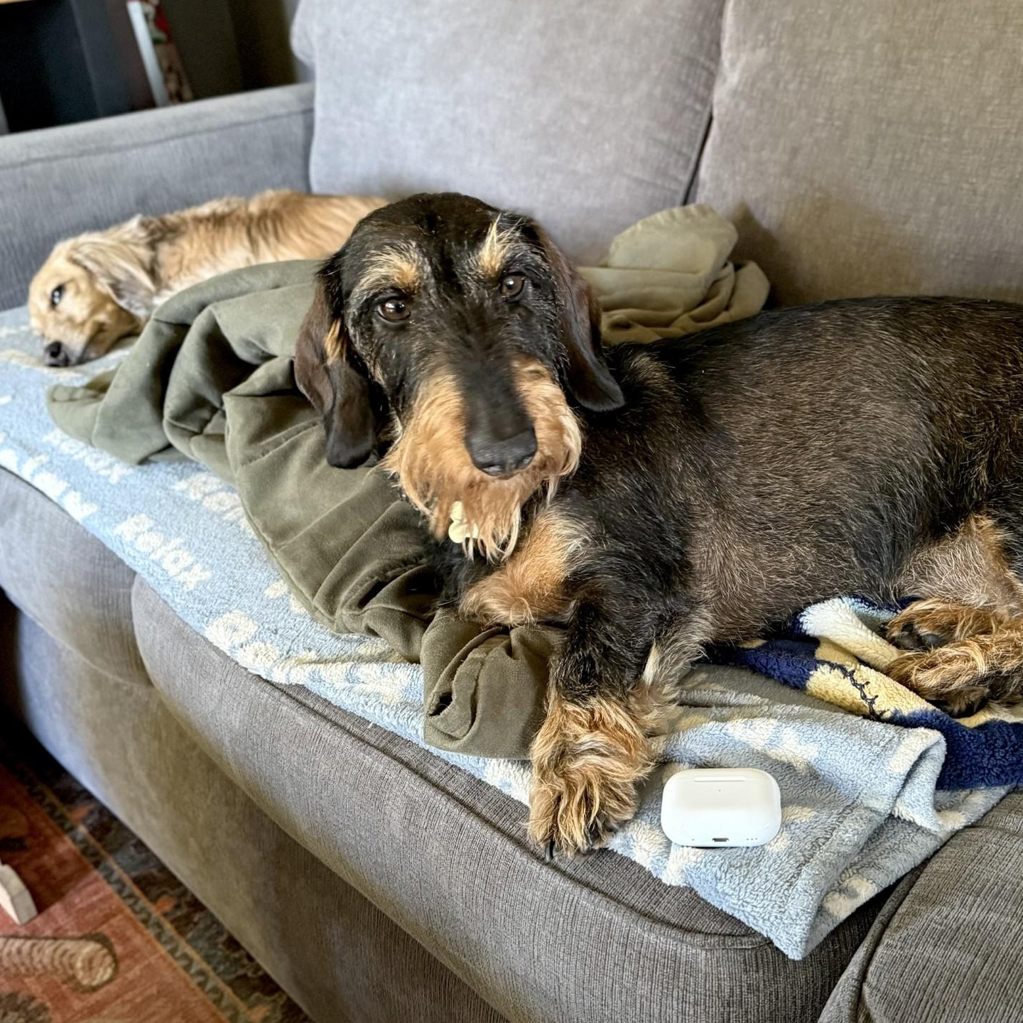 Enlarge Schatzi (COMING SOON), a ADOPTABLE Wirehaired Dachshund in Portland, OR image 6/6