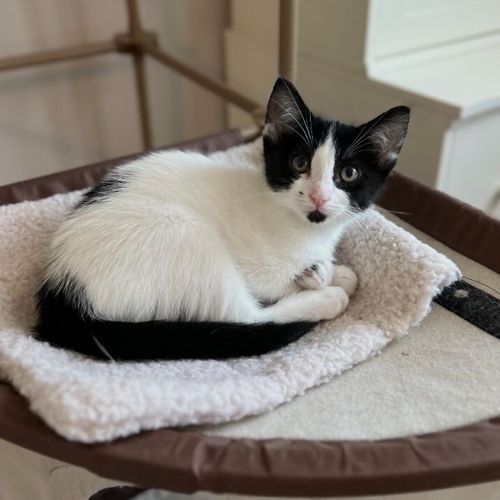 Cat for adoption Sarah Crown, a Domestic Short Hair Mix in