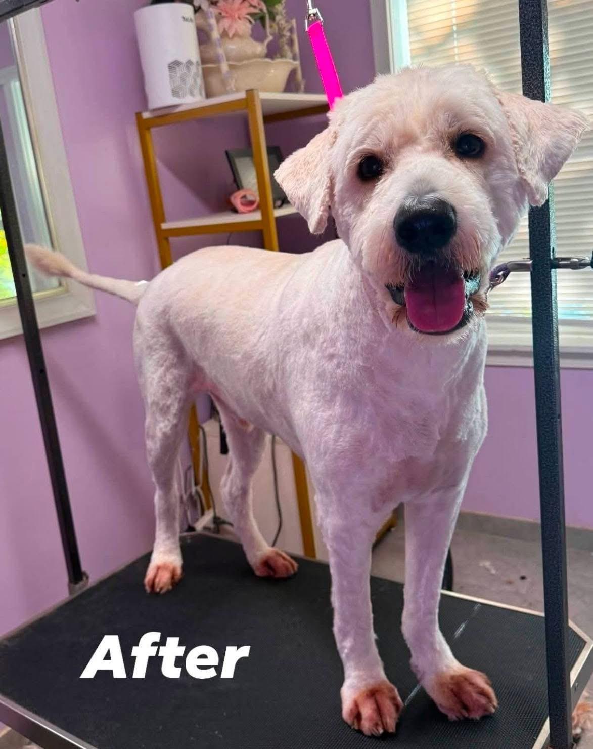 Falkor, an adoptable Goldendoodle in Lacona, NY, 13083 | Photo Image 5