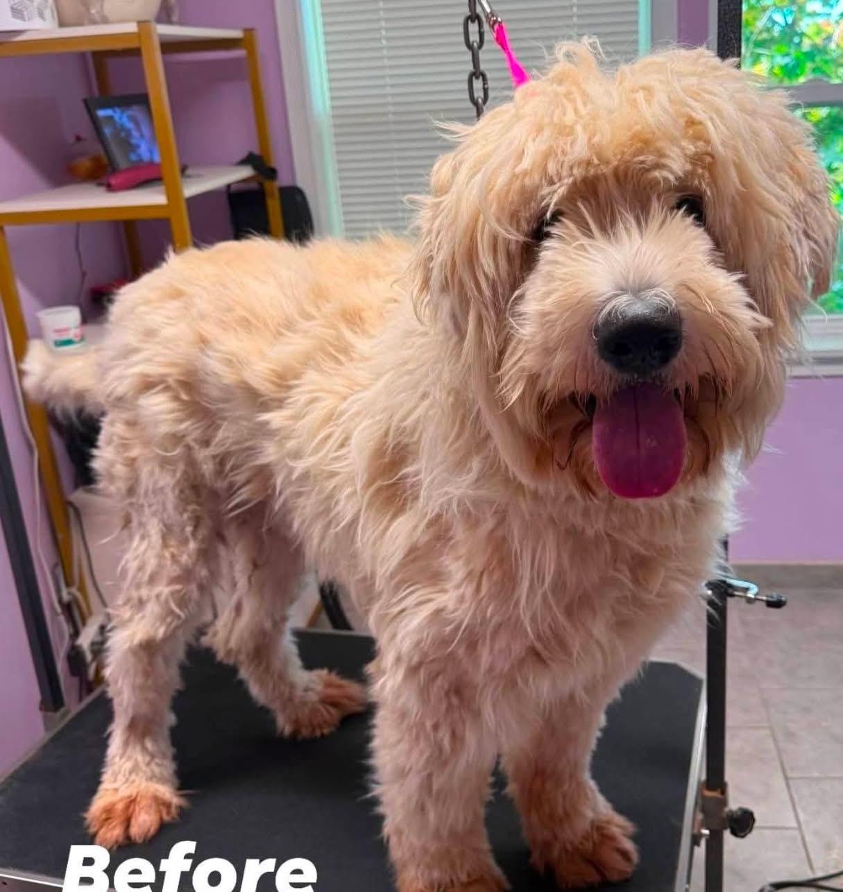 Falkor, an adoptable Goldendoodle in Lacona, NY, 13083 | Photo Image 4