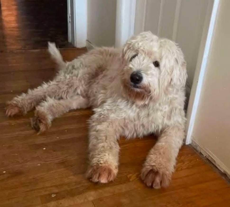 Falkor, an adoptable Goldendoodle in Lacona, NY, 13083 | Photo Image 2
