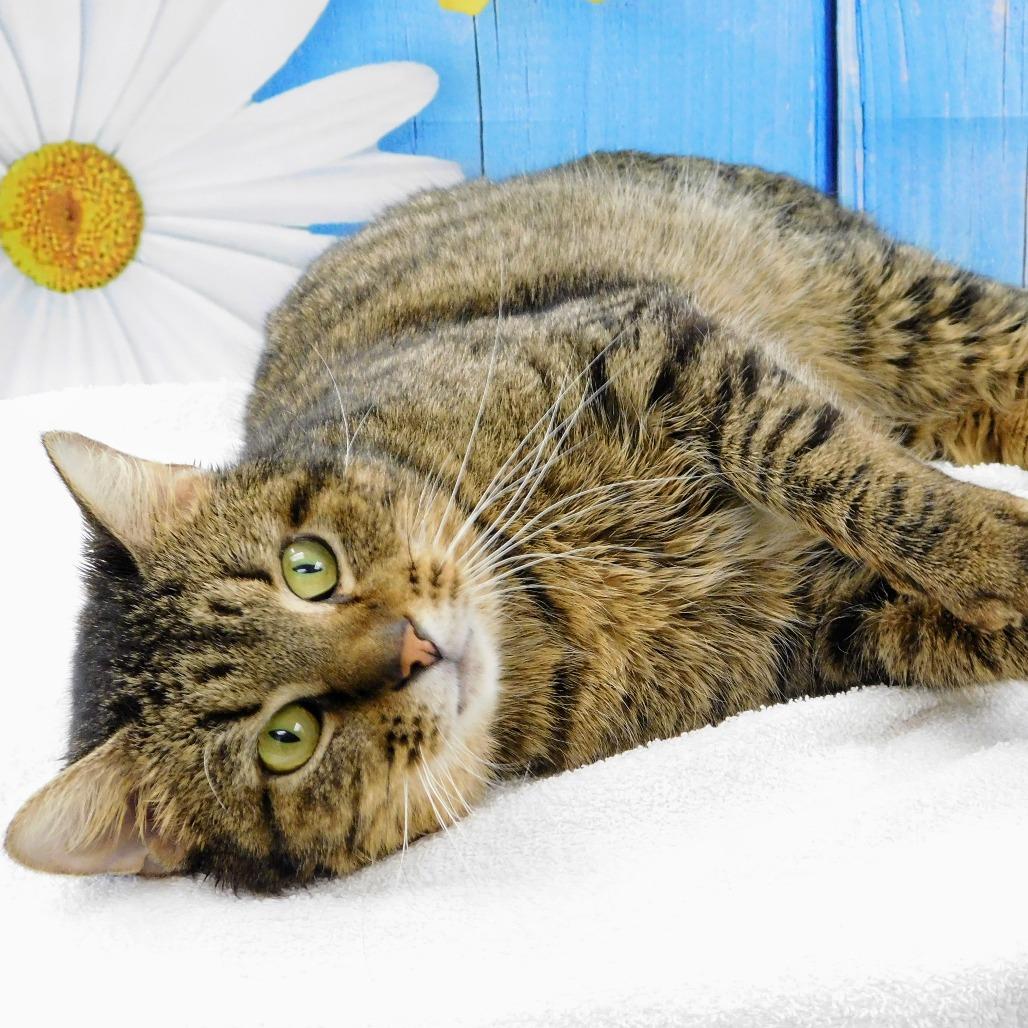 Enlarge Houston, a Adoptable Domestic Short Hair in Canton, IL image 1/6