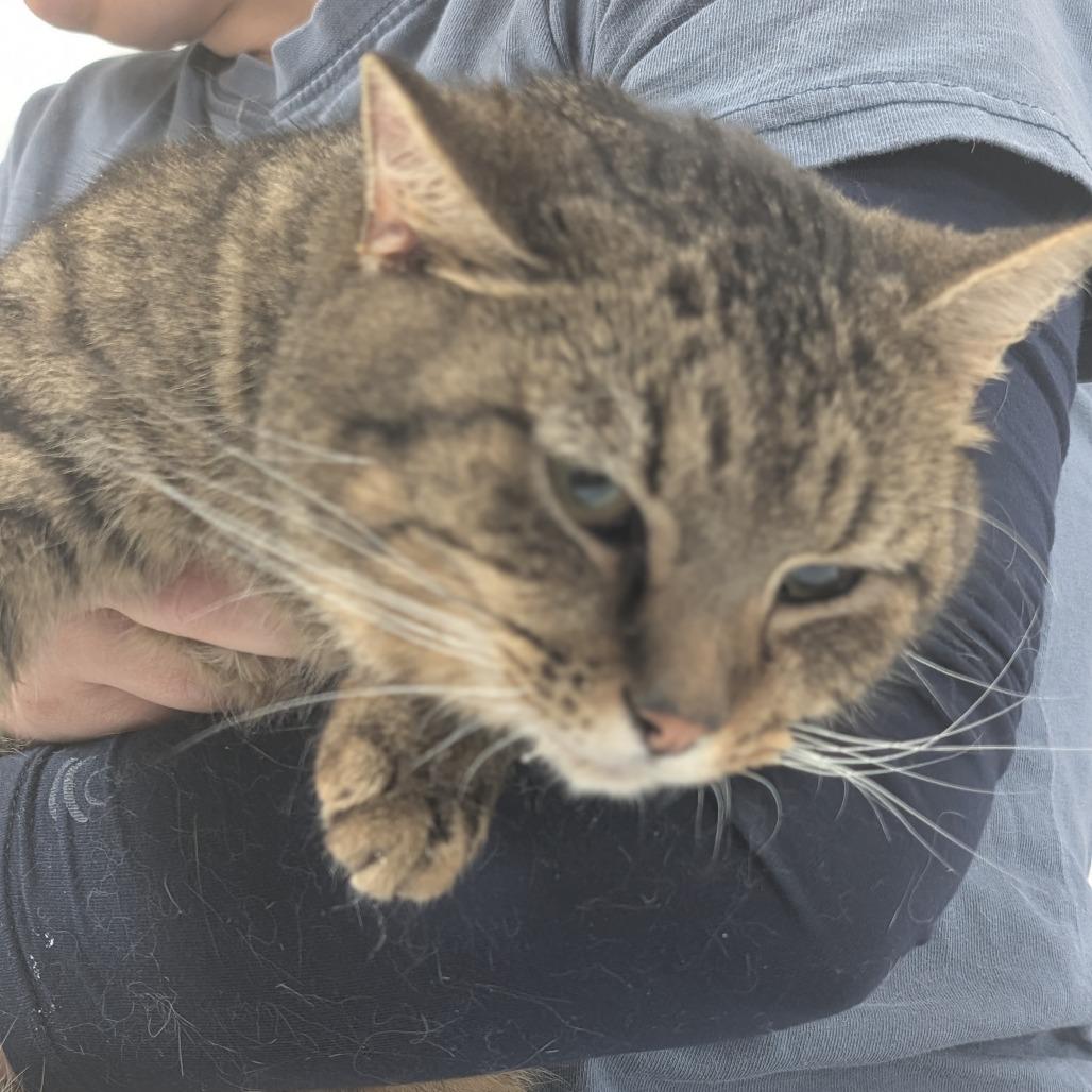 Enlarge Houston, a Adoptable Domestic Short Hair in Canton, IL image 2/6