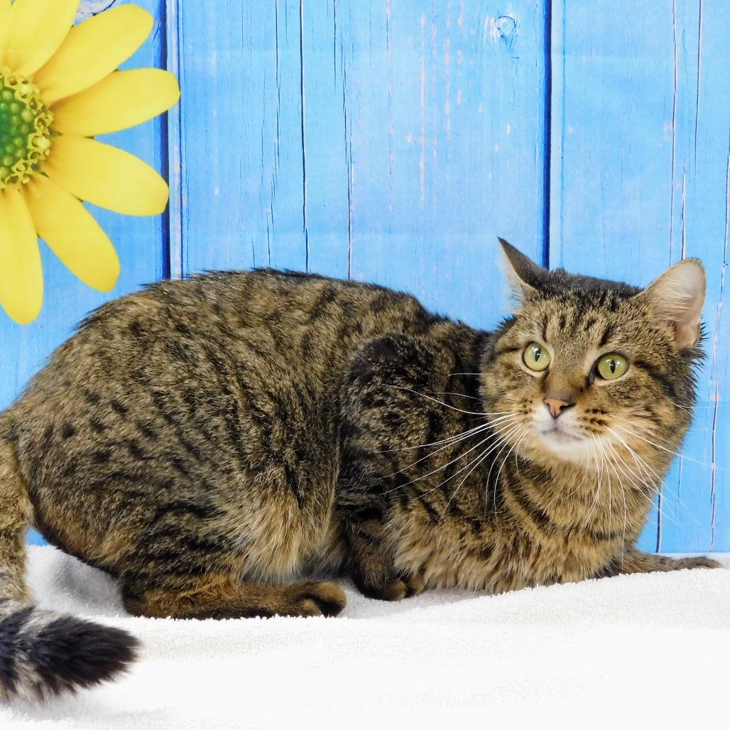 Enlarge Houston, a Adoptable Domestic Short Hair in Canton, IL image 3/6