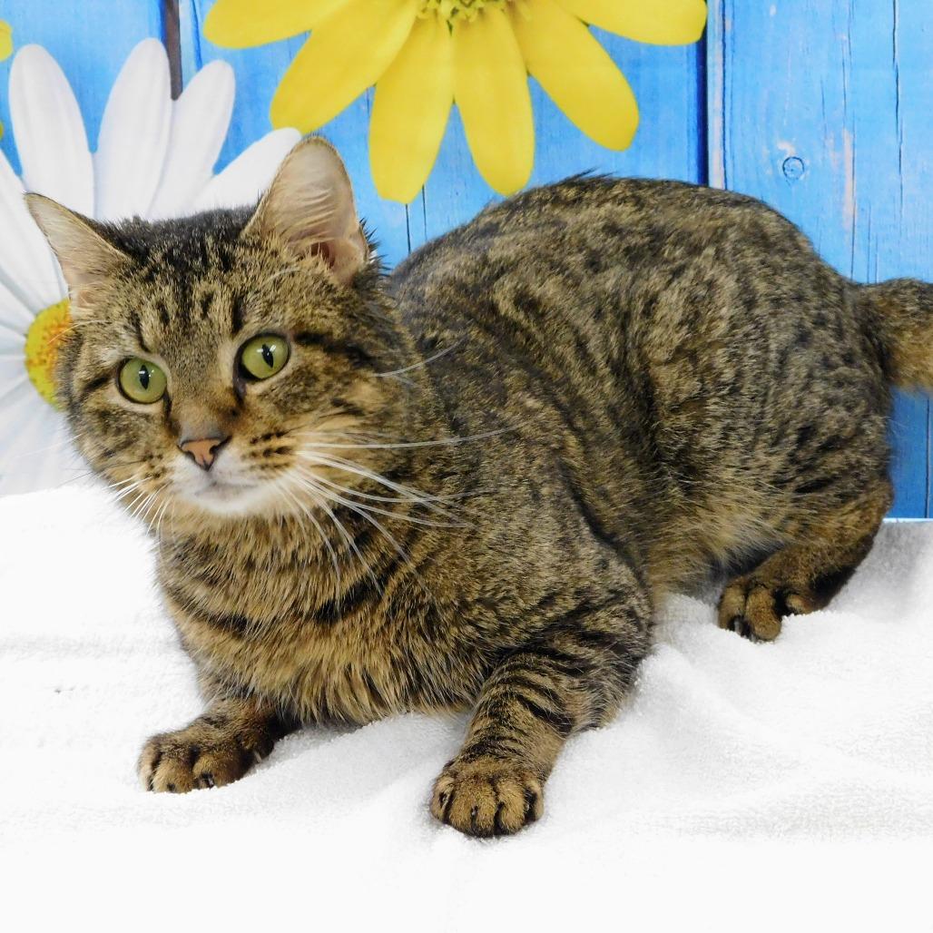 Enlarge Houston, a Adoptable Domestic Short Hair in Canton, IL image 4/6