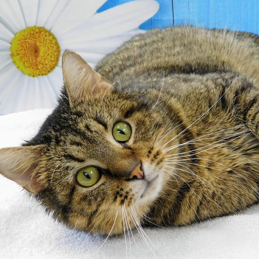 Enlarge Houston, a Adoptable Domestic Short Hair in Canton, IL image 5/6