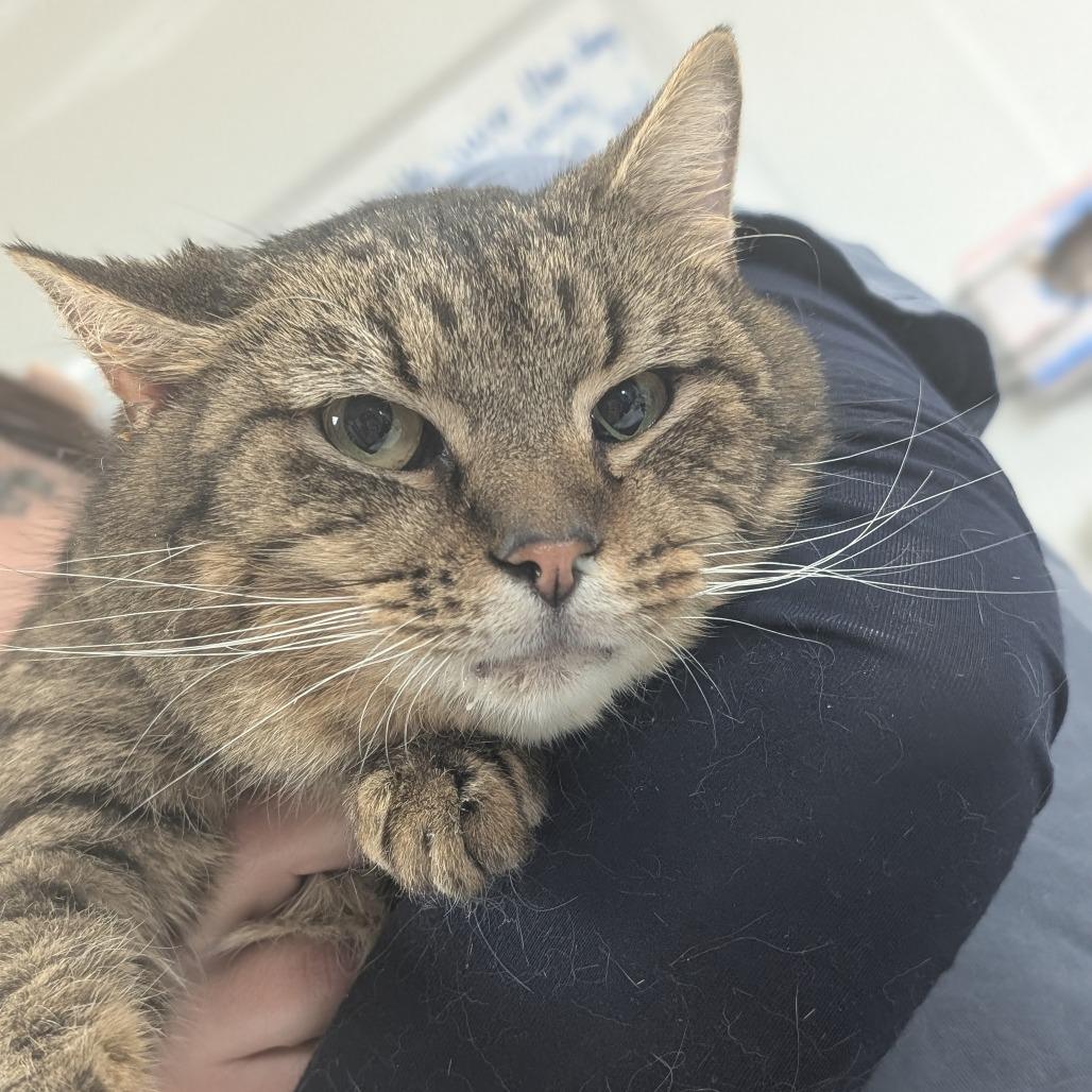 Enlarge Houston, a Adoptable Domestic Short Hair in Canton, IL image 6/6