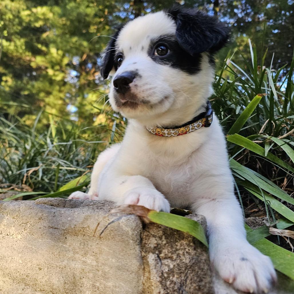 Owl, Adoptable, Puppy Male Mixed Breed.
