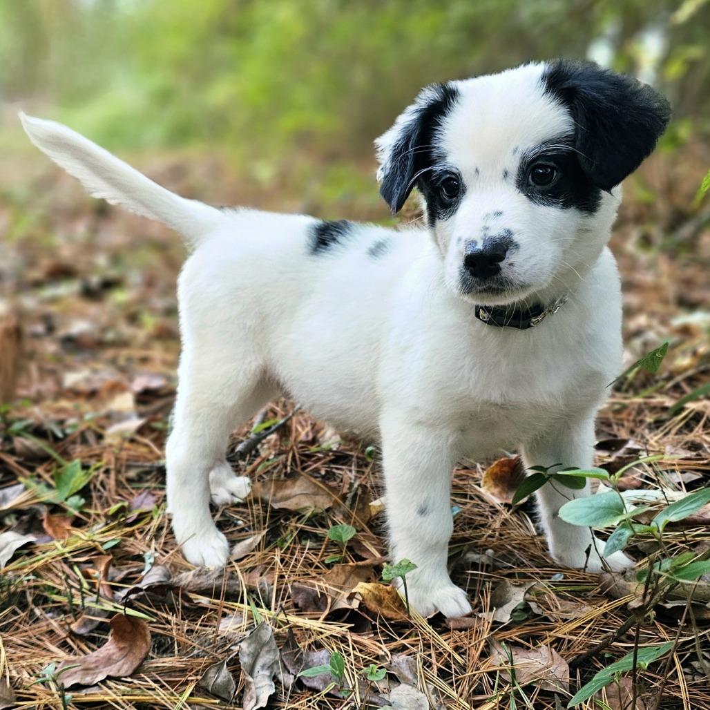 Enlarge Owl, a Adoptable Mixed Breed in Festus, MO image 2/5