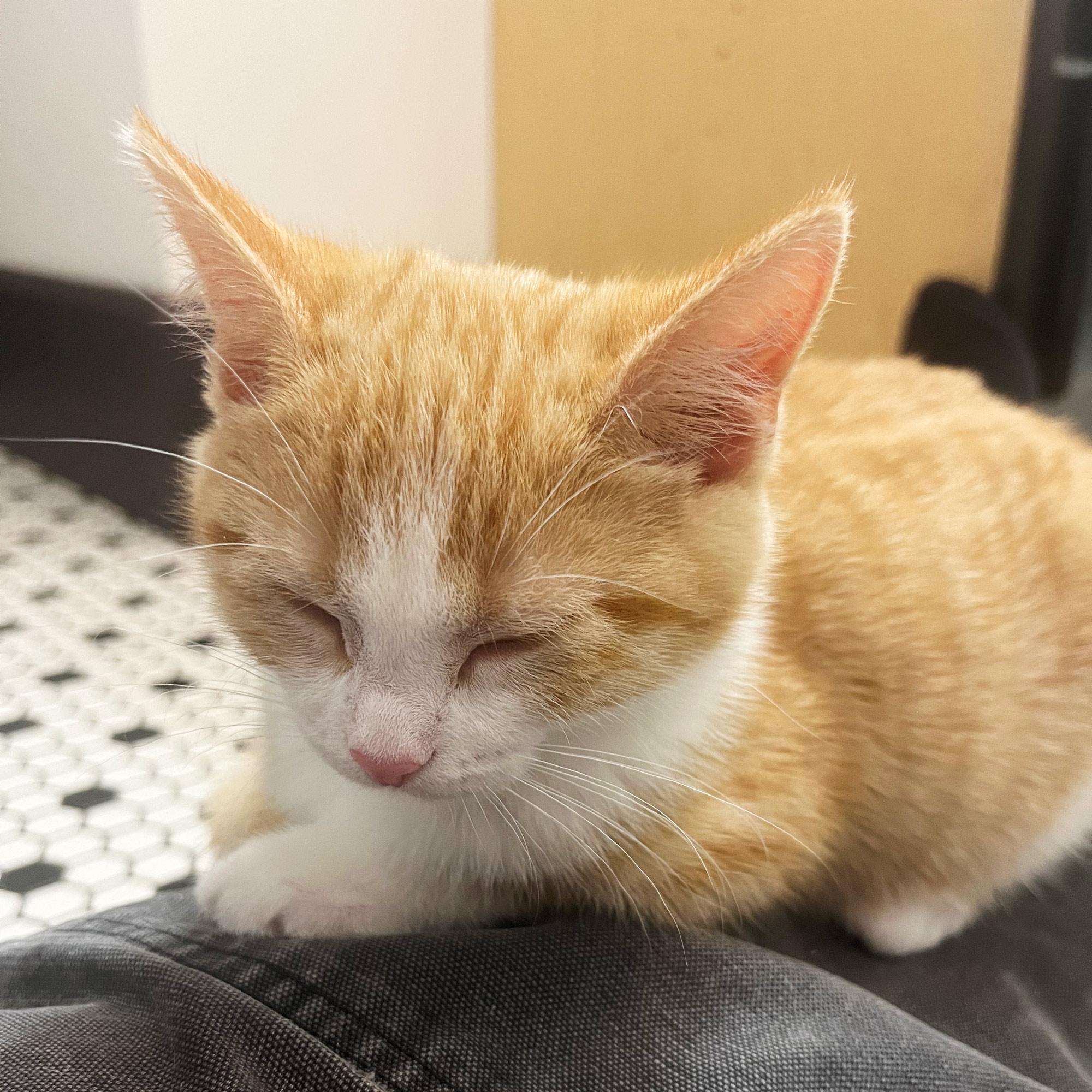 Enlarge Hilda Horchata, a Adopted Domestic Short Hair in Grinnell, IA image 4/6