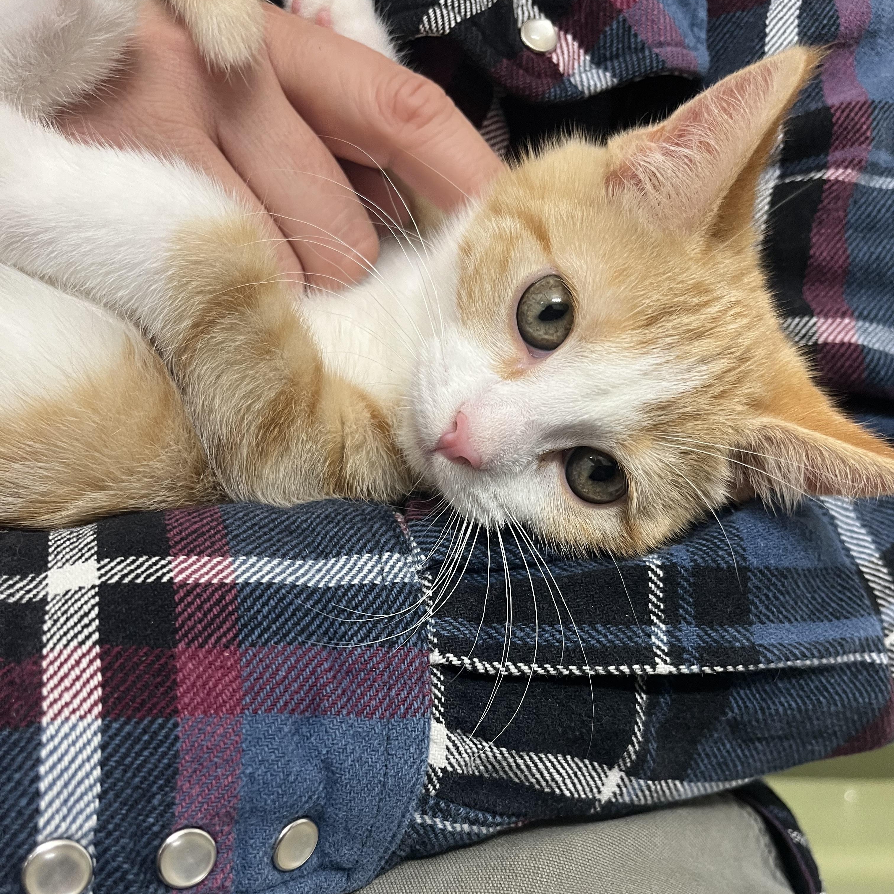 Enlarge Hilda Horchata, a Adopted Domestic Short Hair in Grinnell, IA image 1/6