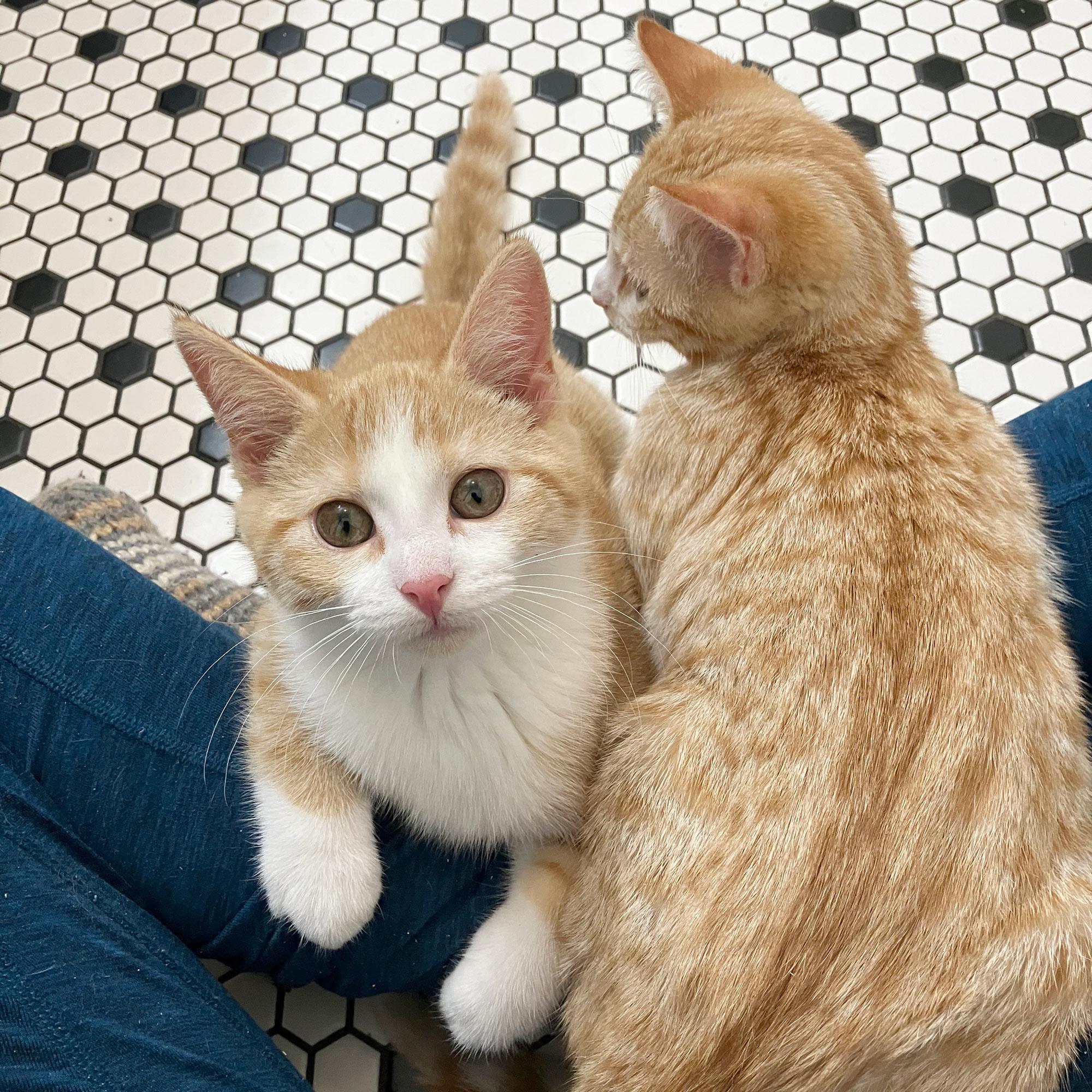 Enlarge Hilda Horchata, a Adopted Domestic Short Hair in Grinnell, IA image 5/6