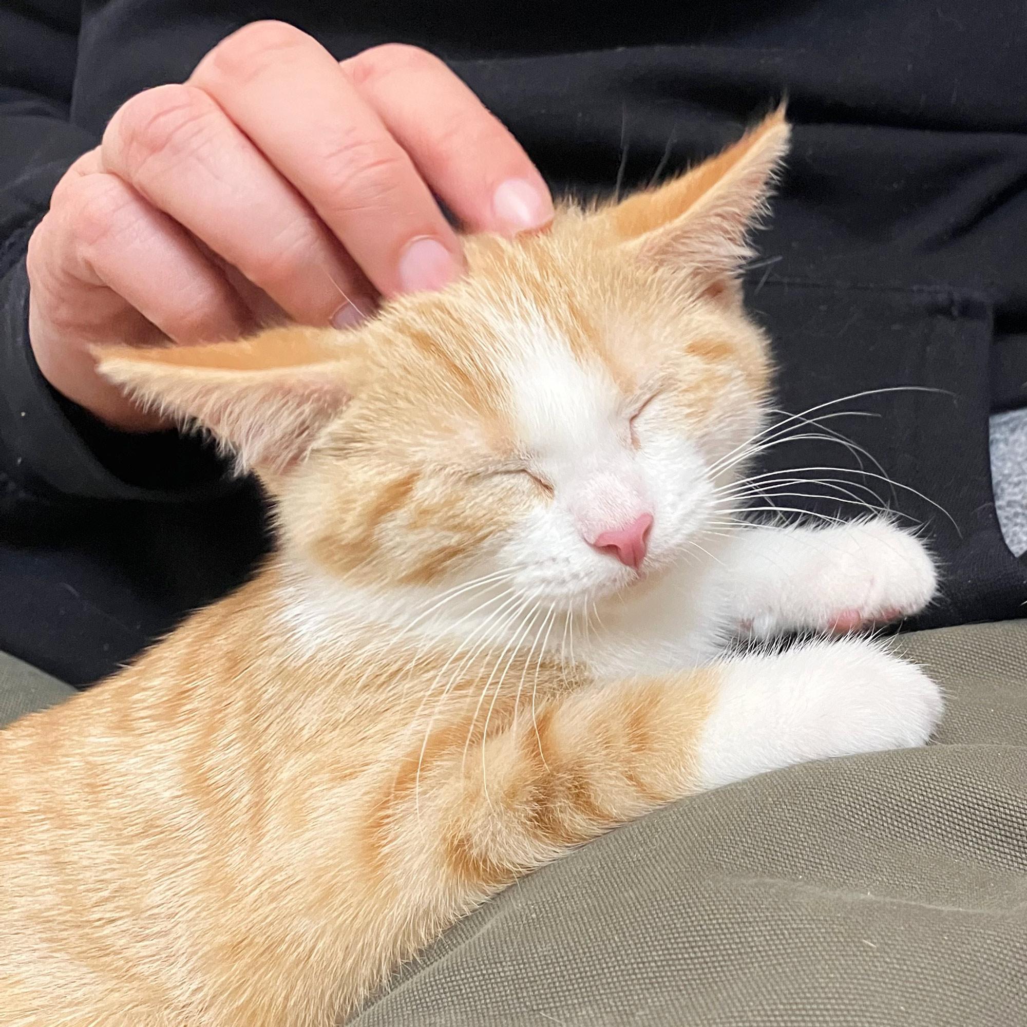 Enlarge Hilda Horchata, a Adopted Domestic Short Hair in Grinnell, IA image 6/6