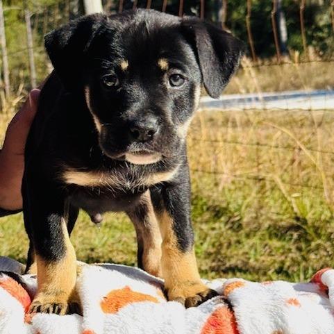 Enlarge Mustang, a Adoptable mixed breed in Williston, FL image 1/6