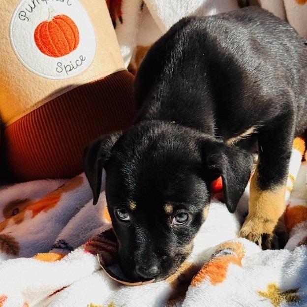 Enlarge Mustang, a Adoptable mixed breed in Williston, FL image 3/6