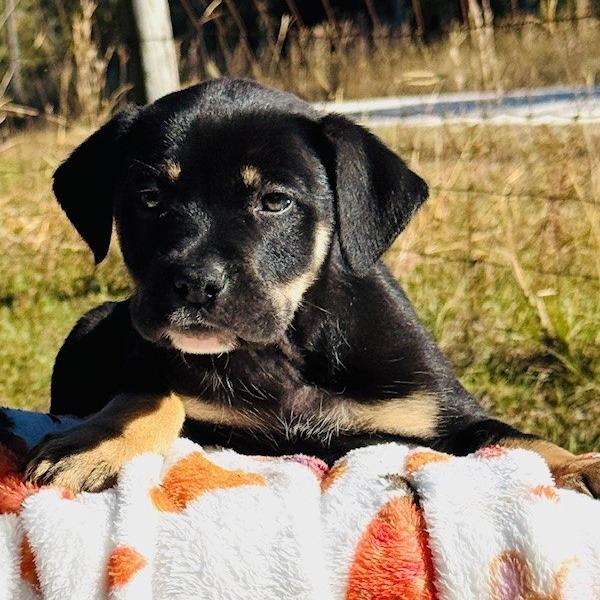 Enlarge Mustang, a Adoptable mixed breed in Williston, FL image 4/6