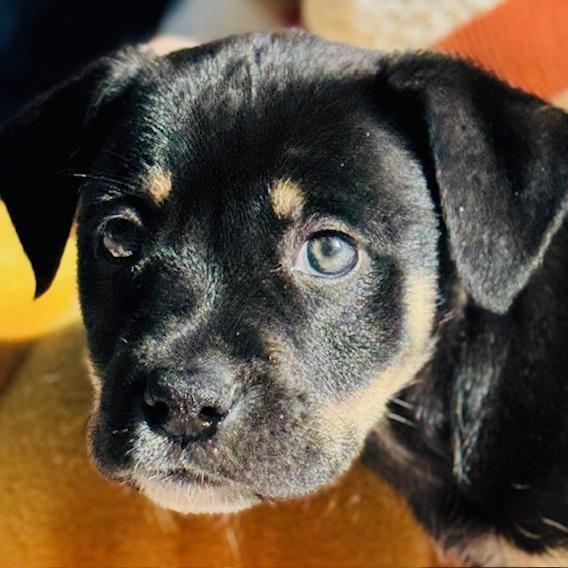 Enlarge Mustang, a Adoptable mixed breed in Williston, FL image 5/6