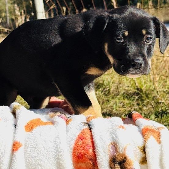 Enlarge Mustang, a Adoptable mixed breed in Williston, FL image 6/6