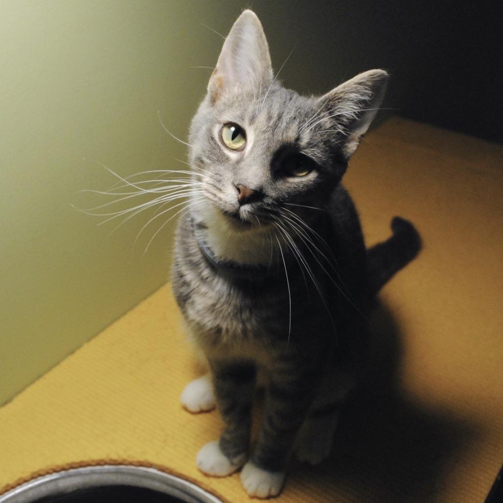 Enlarge Merryweather, a Adoptable Domestic Short Hair in Panama City Beach, FL image 2/5