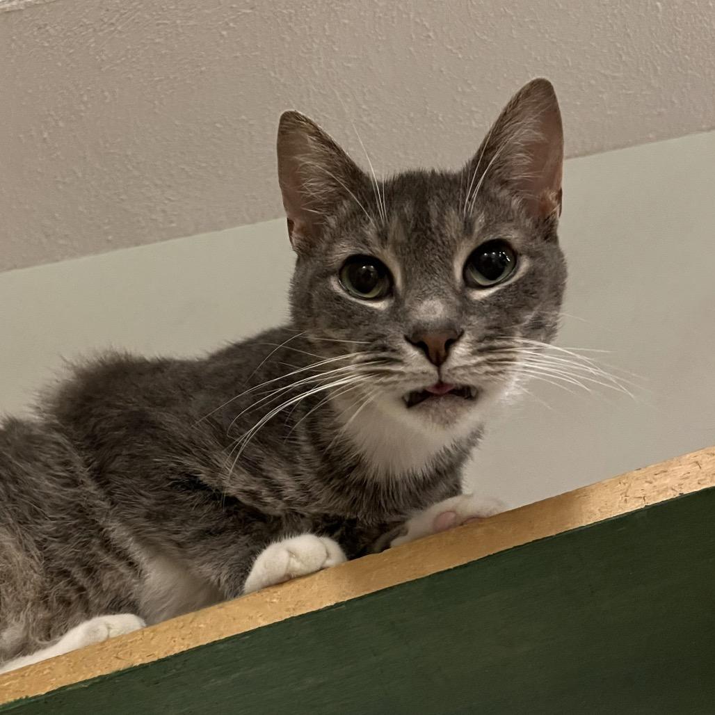 Enlarge Merryweather, a Adoptable Domestic Short Hair in Panama City Beach, FL image 4/5