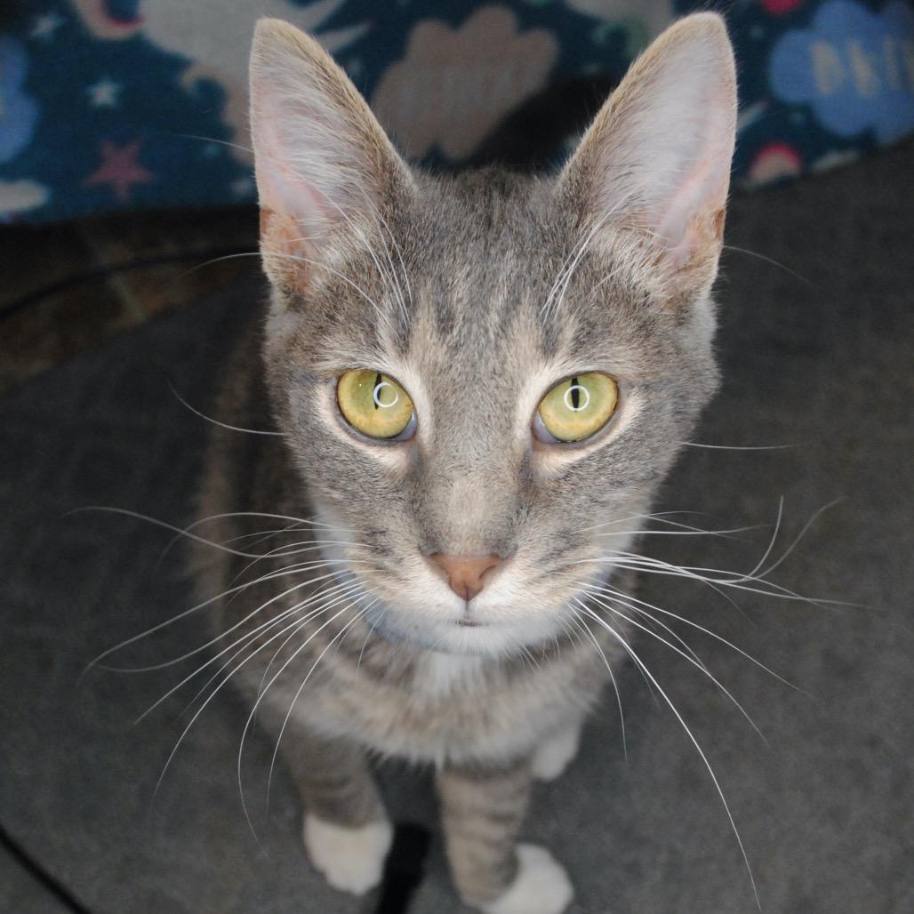Enlarge Merryweather, a Adoptable Domestic Short Hair in Panama City Beach, FL image 5/5