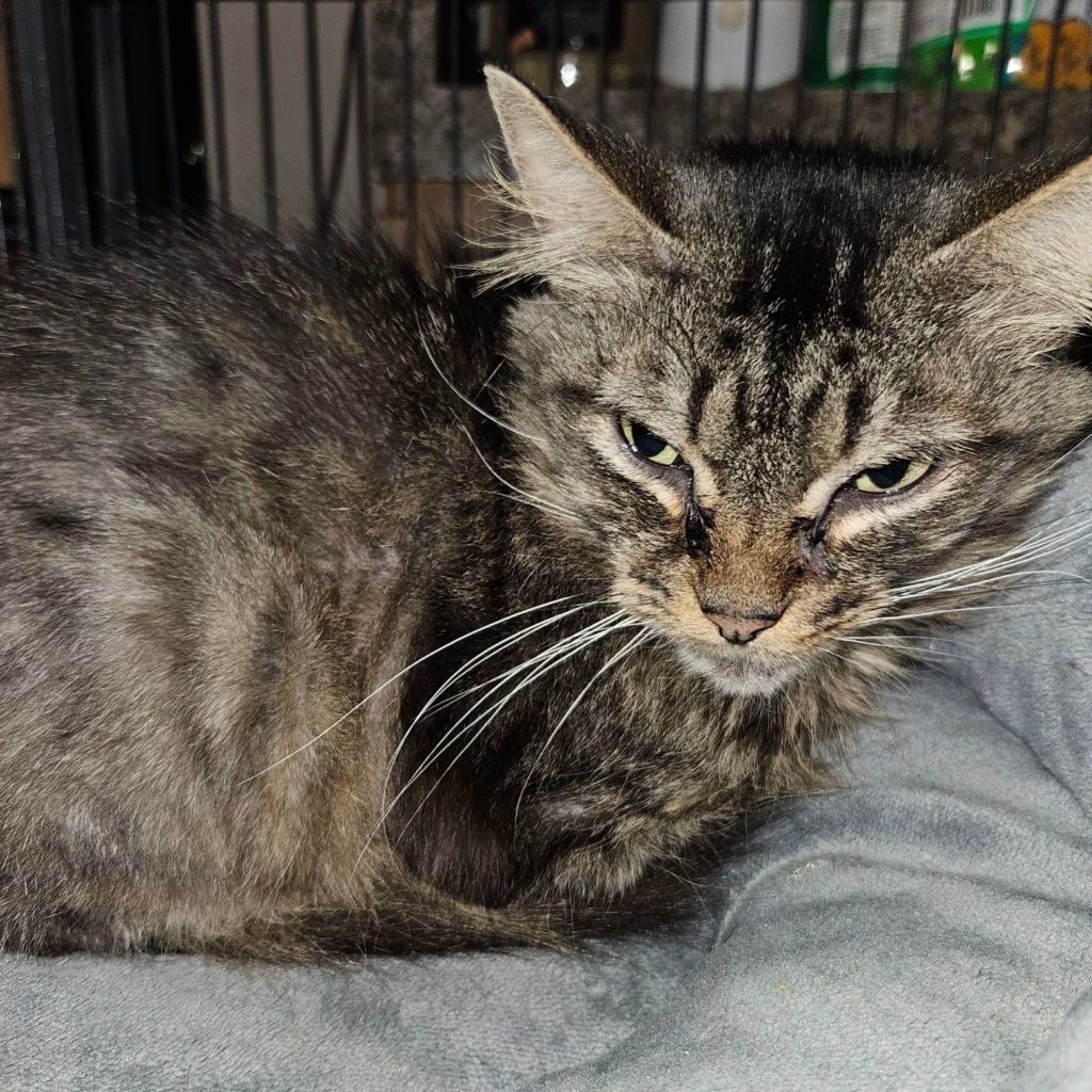 Enlarge Veronica, a Adoptable Domestic Short Hair in Kirklin, IN image 3/3