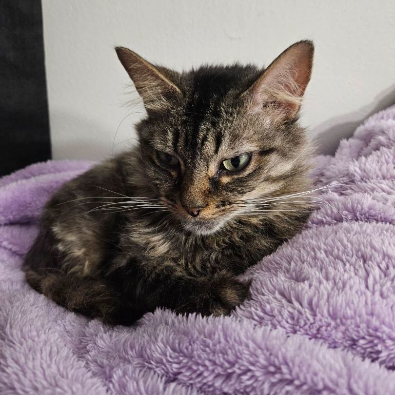 Enlarge Veronica, a Adoptable Domestic Short Hair in Kirklin, IN image 2/3