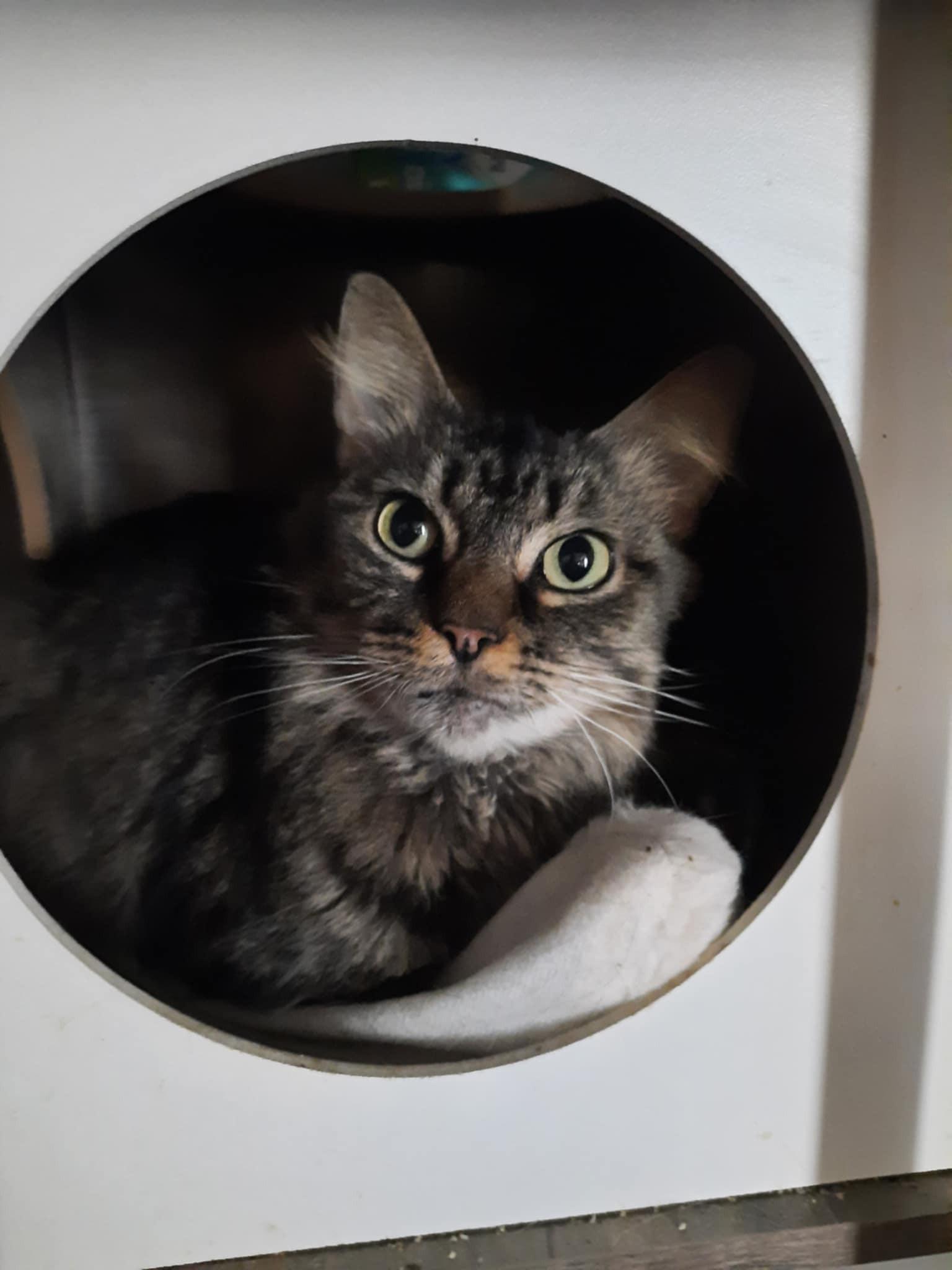 Veronica, Adoptable, Adult Female Domestic Short Hair.